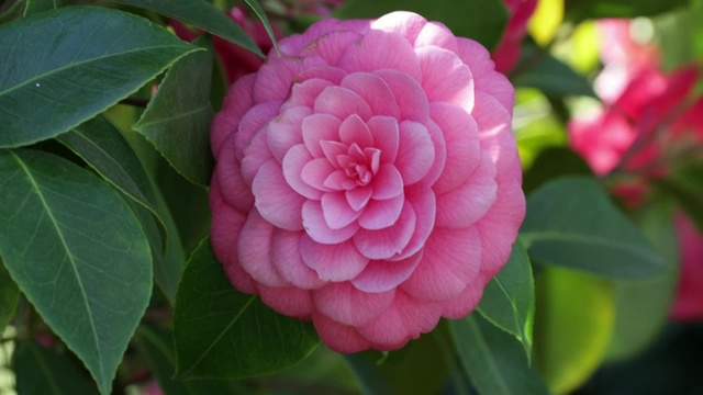 粉红色山茶花特写镜头视频素材画面4