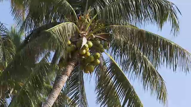 椰子树映衬着蓝天。大绿椰子。泰国视频素材