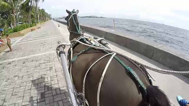 教练马马车视频素材画面3
