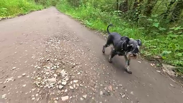 黑色和银色的迷你雪纳瑞犬走在森林的路上视频素材