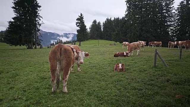 奶牛在高山上吃草视频素材