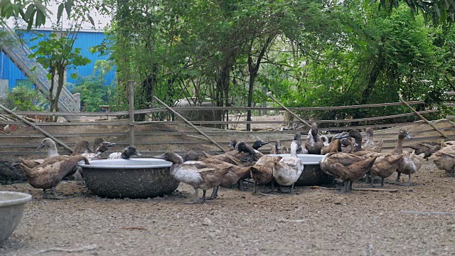 一群鸭子在农场里从一个钢盆里喝水视频素材