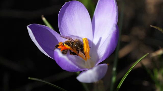 蜜蜂在番红花上视频素材