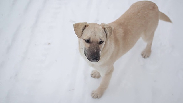 狗走过来，坐在雪地里视频素材