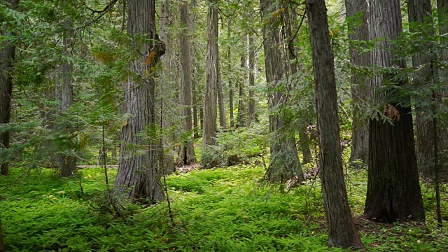 树木苔藓蕨类覆盖森林地板森林视频素材