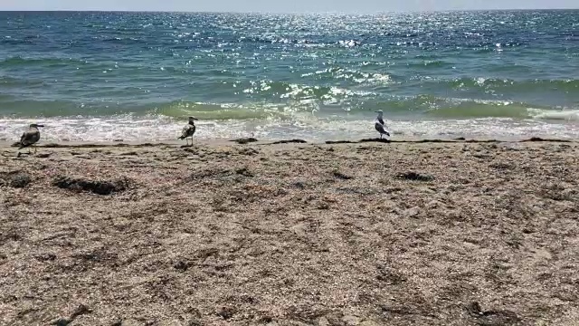 黑海海岸的海鸥视频素材