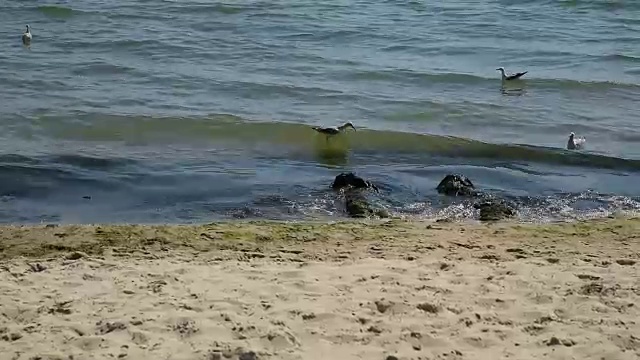 海鸥漂浮在靠近海岸的黑海水域视频素材