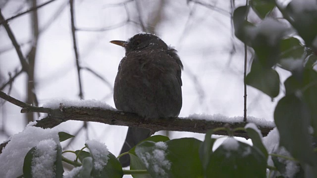 冬天的第一场雪。被雪覆盖的黑鸟坐在树枝上视频素材