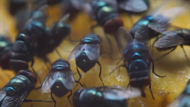 家蝇爬着吃芒果汁视频素材