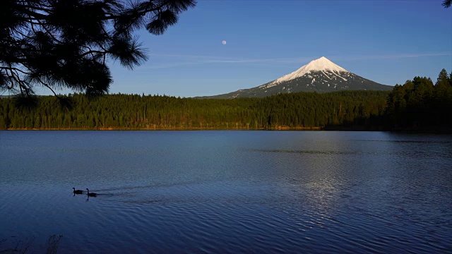 放松的倒影柳湖麦克洛克林山鹅迁徙视频素材