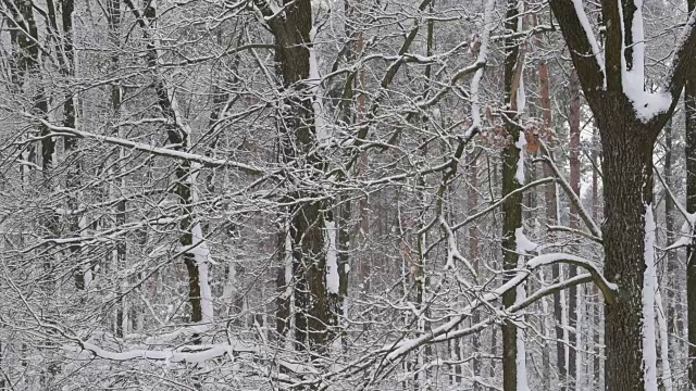 雪落在平静的光秃秃的森林里视频素材