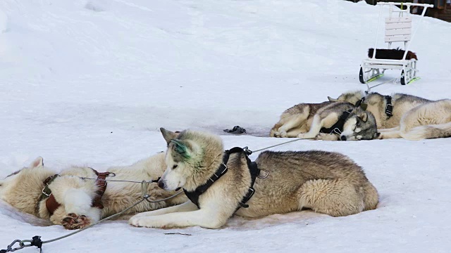 雪橇犬繁殖西伯利亚哈士奇视频素材