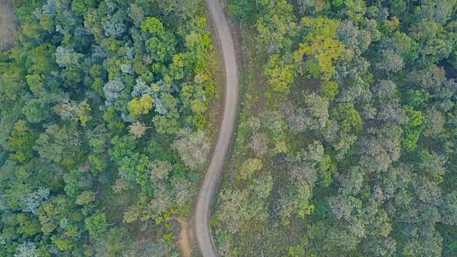 鸟瞰图飞过柏油两车道的森林道路与绿树茂密的树林生长的两边。视频素材