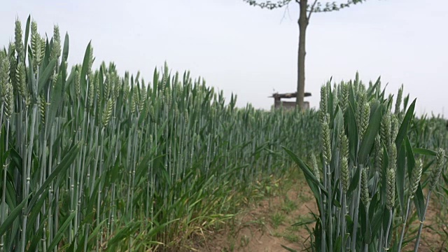 小麦在春天缓慢生长视频素材