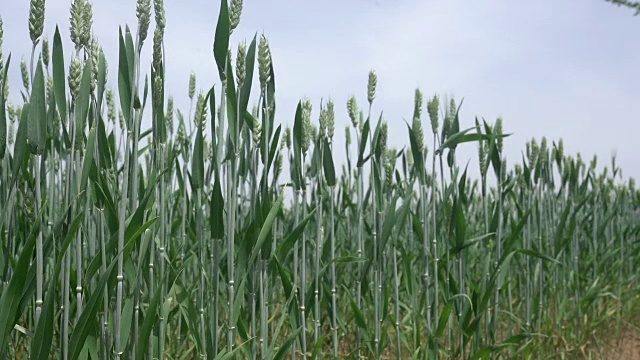 小麦在春天缓慢生长视频素材