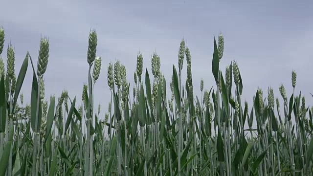 小麦在春天缓慢生长视频素材