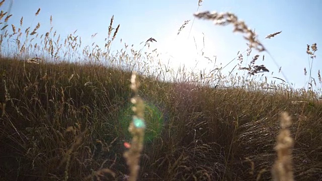 温暖的夏日阳光照耀着野生的草地。近距离的草地花在日落的光。色彩斑斓的自然背景。明亮的太阳照亮了干燥的草。慢动作低角度视图视频素材