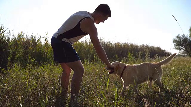 男主人和他的拉布拉多犬或金毛寻回犬玩耍，狗试图从他那里抢走他的棍子。一个年轻人在野外训练他的家畜。慢动作侧视图特写视频素材