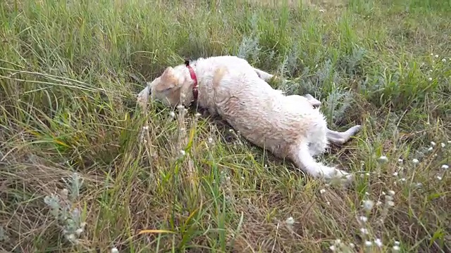 拉布拉多或金毛猎犬在绿色草地上翻滚。欢快的狗在草地上玩耍。慢镜头视频素材