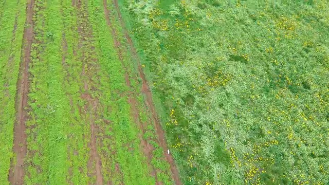 绿草如茵的农田在早春时节。鸟瞰图。视频素材