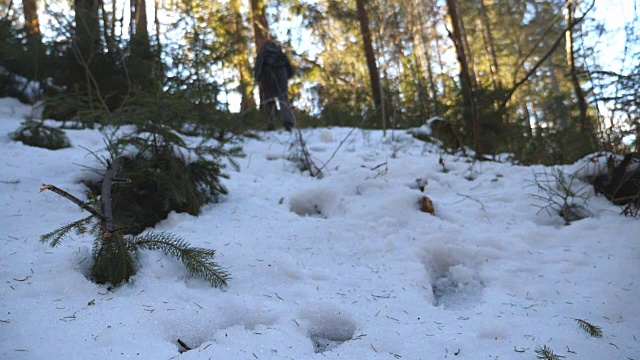 雪地上的树木视频素材