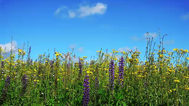 美丽的风景，鲜花和蓝天。视频素材画面2