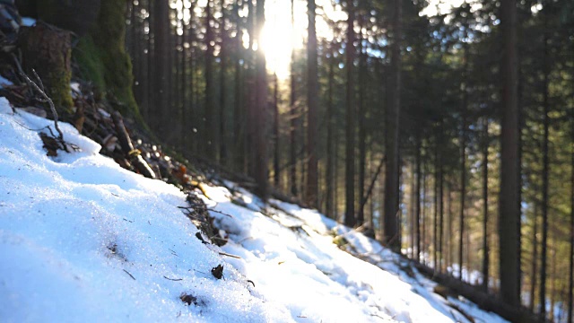 年轻游客攀登雪坡的侧视图在山松林。一个不认识的人在雪山上徒步旅行，背景是阳光。健康积极的生活方式。特写慢动作视频素材