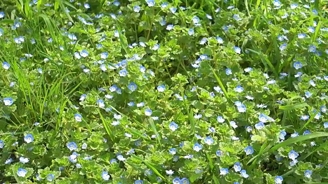 美丽的小蓝花和绿草，花园。视频素材