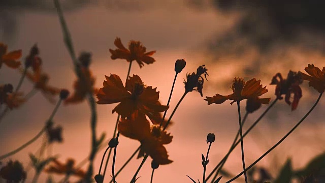 4k:日落时分的花背景。视频素材