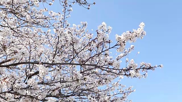 日本的樱桃树视频素材