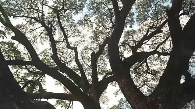 低角度视图:罗望子树的分枝视频素材画面1