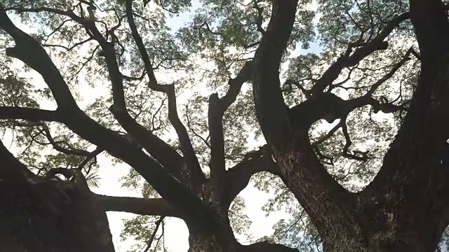 低角度视图:罗望子树的分枝视频素材画面2
