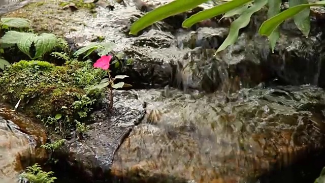 池塘和瀑布在花园里，泰国清迈视频素材