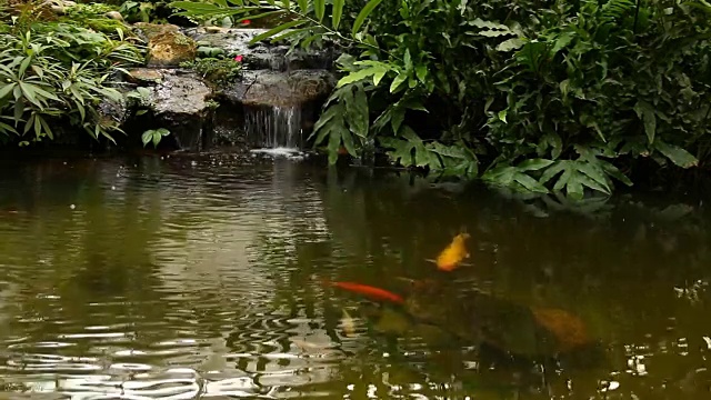 池塘和瀑布在花园里，泰国清迈视频素材