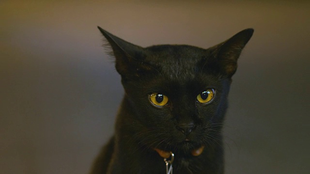 动物头黑猫视频素材画面1
