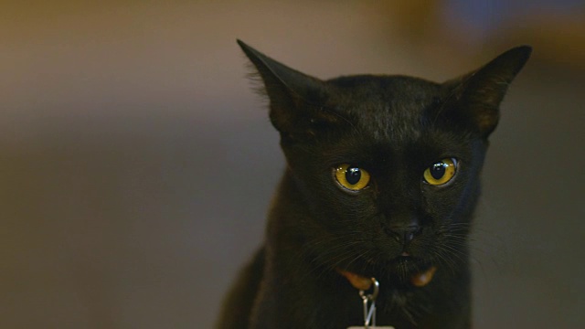 动物头黑猫视频素材画面2