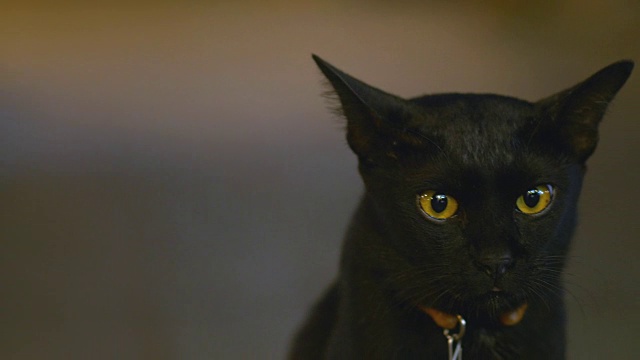 动物头黑猫视频素材画面3
