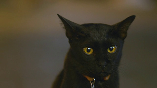 动物头黑猫视频素材画面4