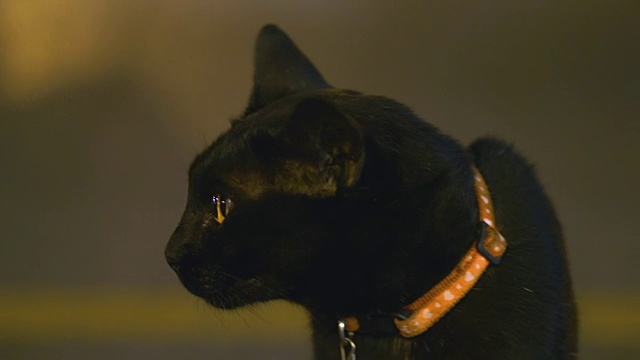 动物头黑猫视频素材画面1