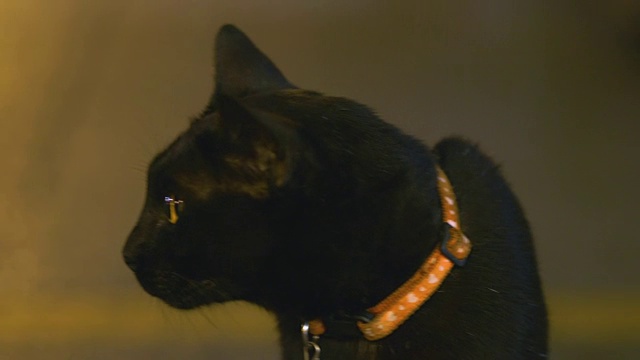 动物头黑猫视频素材画面2