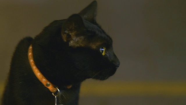动物头黑猫视频素材画面3