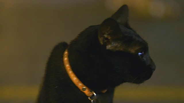 动物头黑猫视频素材画面4
