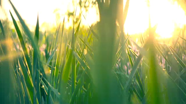 草与日落视频素材