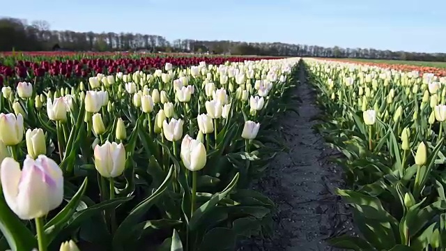 郁金香农场在卢顿镇附近。欧洲荷兰美丽的早晨风景视频素材画面1