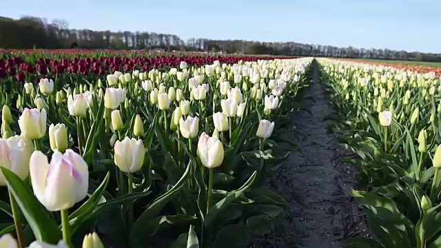 郁金香农场在卢顿镇附近。欧洲荷兰美丽的早晨风景视频素材画面2