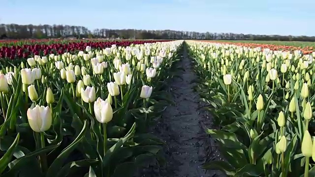 郁金香农场在卢顿镇附近。欧洲荷兰美丽的早晨风景视频素材画面3