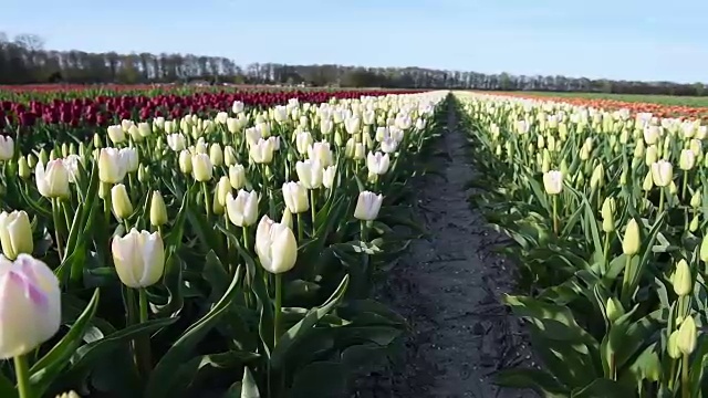 郁金香农场在卢顿镇附近。欧洲荷兰美丽的早晨风景视频素材画面4