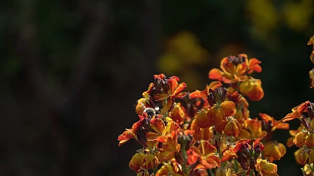 花上的蜜蜂视频素材