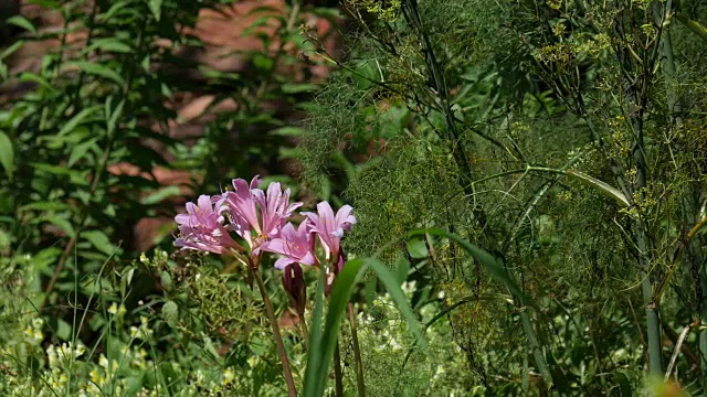 花园里的花视频素材画面2