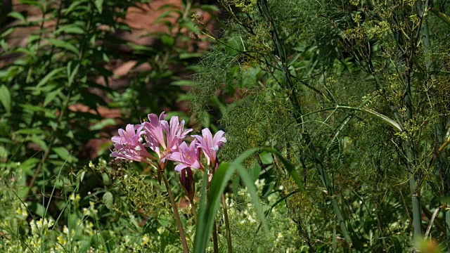 花园里的花视频素材画面3